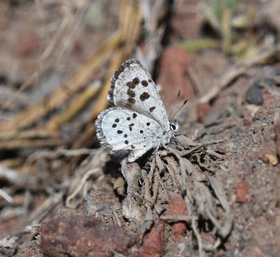Leona's Little Blue: Philotiella leona