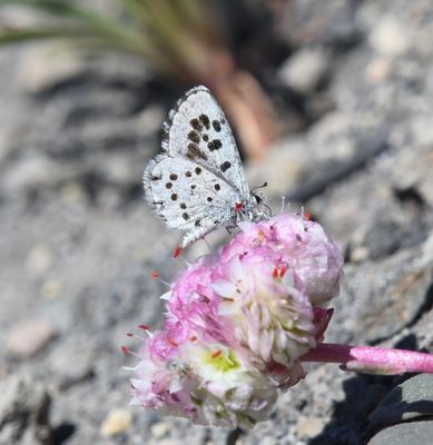 Leona's Little Blue: Philotiella leona