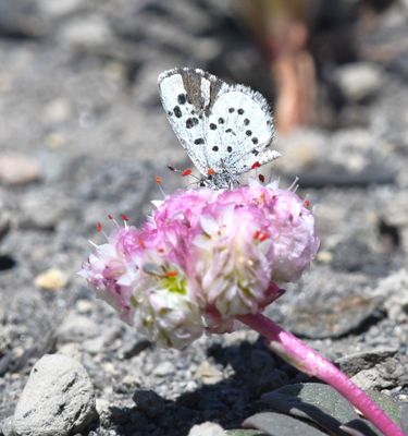 Leona's Little Blue: Philotiella leona