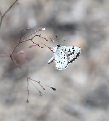 Leona's Little Blue: Philotiella leona