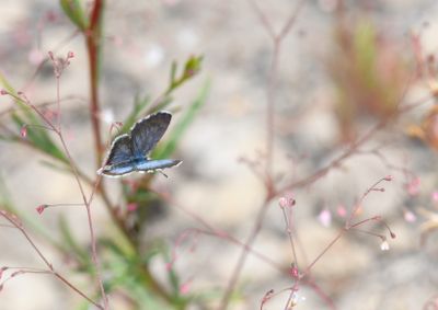 Leona's Little Blue: Philotiella leona