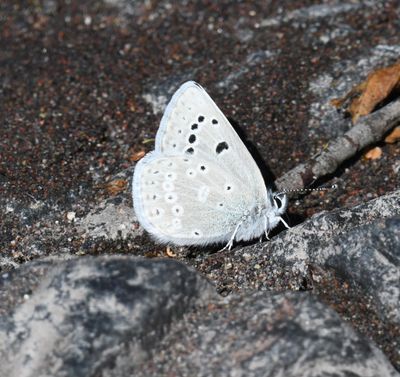Boisduval's Blue: Icaricia icarioides