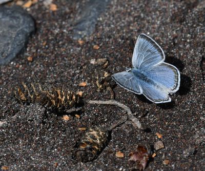 Boisduval's Blue: Icaricia icarioides
