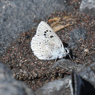 Boisduval's Blue: Icaricia icarioides