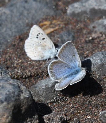 Boisduval's Blue: Icaricia icarioides