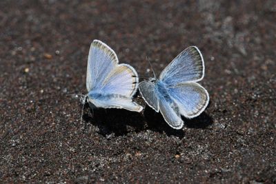 Boisduval's Blue: Icaricia icarioides