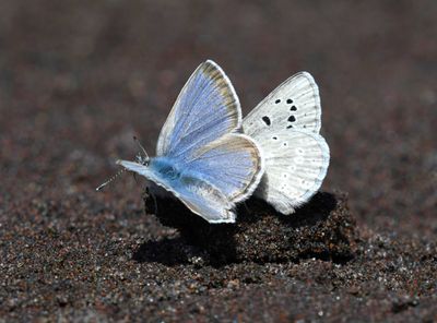 Boisduval's Blue: Icaricia icarioides