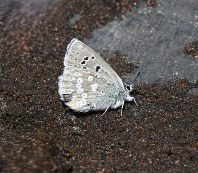 Boisduval's Blue: Icaricia icarioides