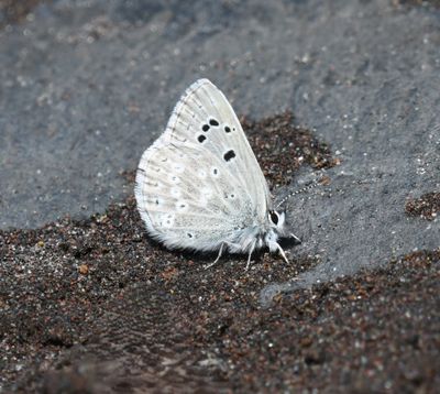 Boisduval's Blue: Icaricia icarioides