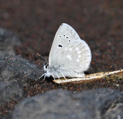 Boisduval's Blue: Icaricia icarioides