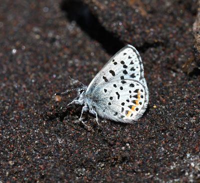Columbia Blue: Euphilotes columbiae