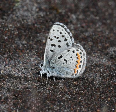 Columbia Blue: Euphilotes columbiae