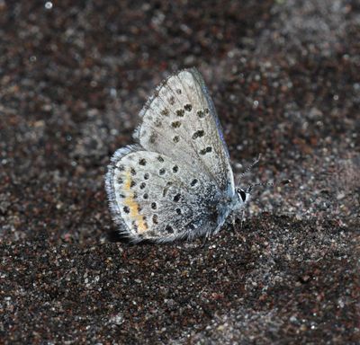 Columbia Blue: Euphilotes columbiae