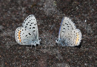 Columbia Blue: Euphilotes columbiae