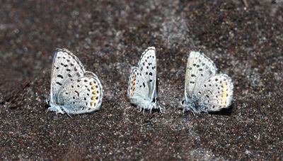 Columbia Blue: Euphilotes columbiae
