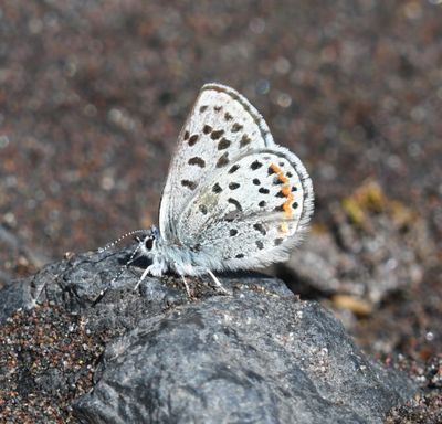 Columbia Blue: Euphilotes columbiae