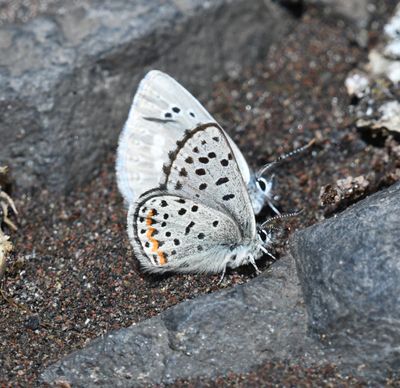 Columbia Blue: Euphilotes columbiae