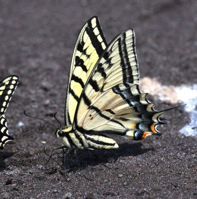 Two-tailed Tiger Swallowtail: Papilio multicaudatus