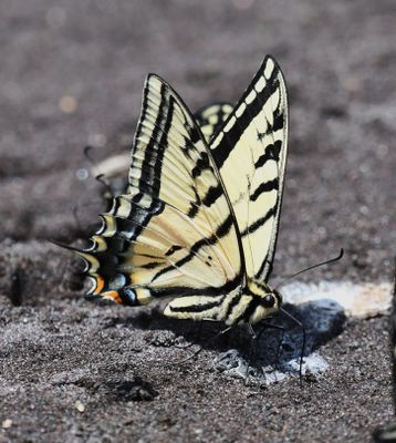 Two-tailed Tiger Swallowtail: Papilio multicaudatus