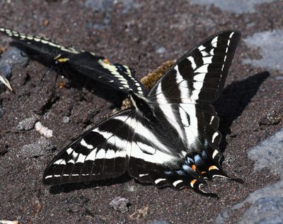Pale Swallowtail: Papilio eurymedon