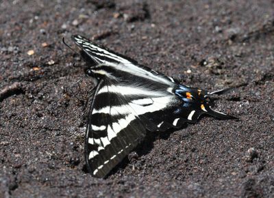 Pale Swallowtail: Papilio eurymedon