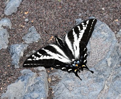Pale Swallowtail: Papilio eurymedon
