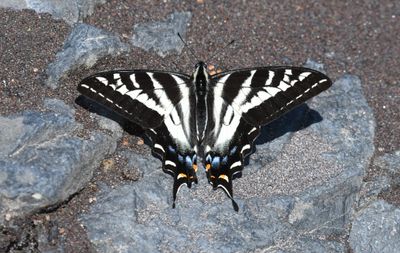 Pale Swallowtail: Papilio eurymedon