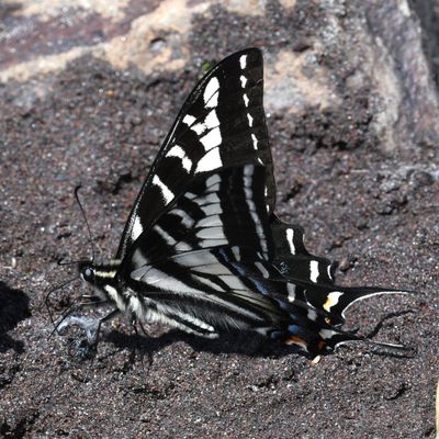 Pale Swallowtail: Papilio eurymedon