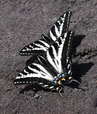 Pale Swallowtail: Papilio eurymedon