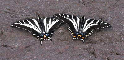 Pale Swallowtail: Papilio eurymedon