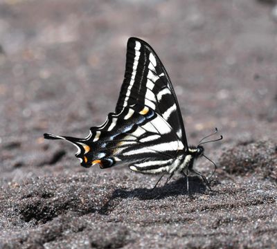 Pale Swallowtail: Papilio eurymedon