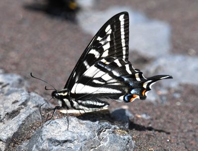Pale Swallowtail: Papilio eurymedon