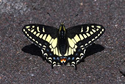 Anise Swallowtail: Papilio zelicaon