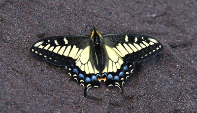 Anise Swallowtail: Papilio zelicaon