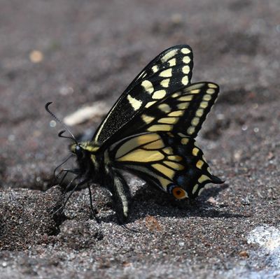 Anise Swallowtail: Papilio zelicaon