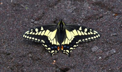 Anise Swallowtail: Papilio zelicaon