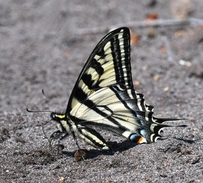 Western Tiger Swallowtail: Papilio rutulus