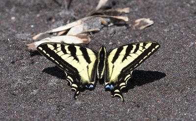 Western Tiger Swallowtail: Papilio rutulus