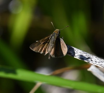 Dun Skipper: Euphyes vestris
