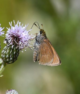Dun Skipper: Euphyes vestris