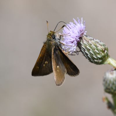 Dun Skipper: Euphyes vestris