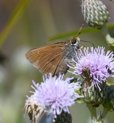Dun Skipper: Euphyes vestris