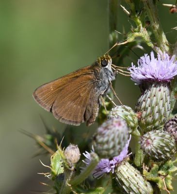 Dun Skipper: Euphyes vestris