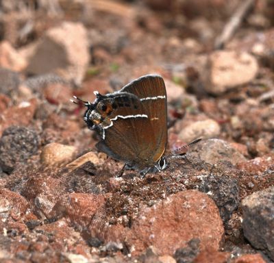 Thicket Hairstreak: Callophrys spinetorum