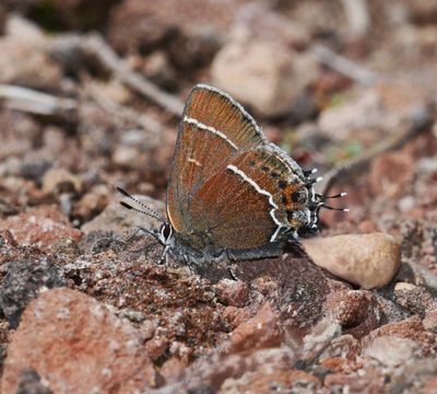 Thicket Hairstreak: Callophrys spinetorum