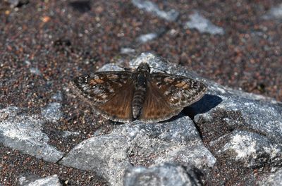 Pacuvius Duskywing: Erynnis pacuvius