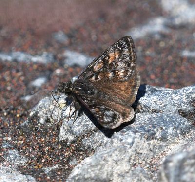 Pacuvius Duskywing: Erynnis pacuvius