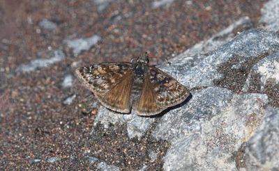 Pacuvius Duskywing: Erynnis pacuvius