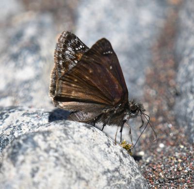 Pacuvius Duskywing: Erynnis pacuvius