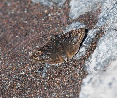 Pacuvius Duskywing: Erynnis pacuvius
